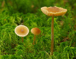 Image of Entoloma