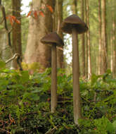 Image of Entoloma