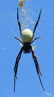 Imagem de Nephila tetragnathoides (Walckenaer 1841)