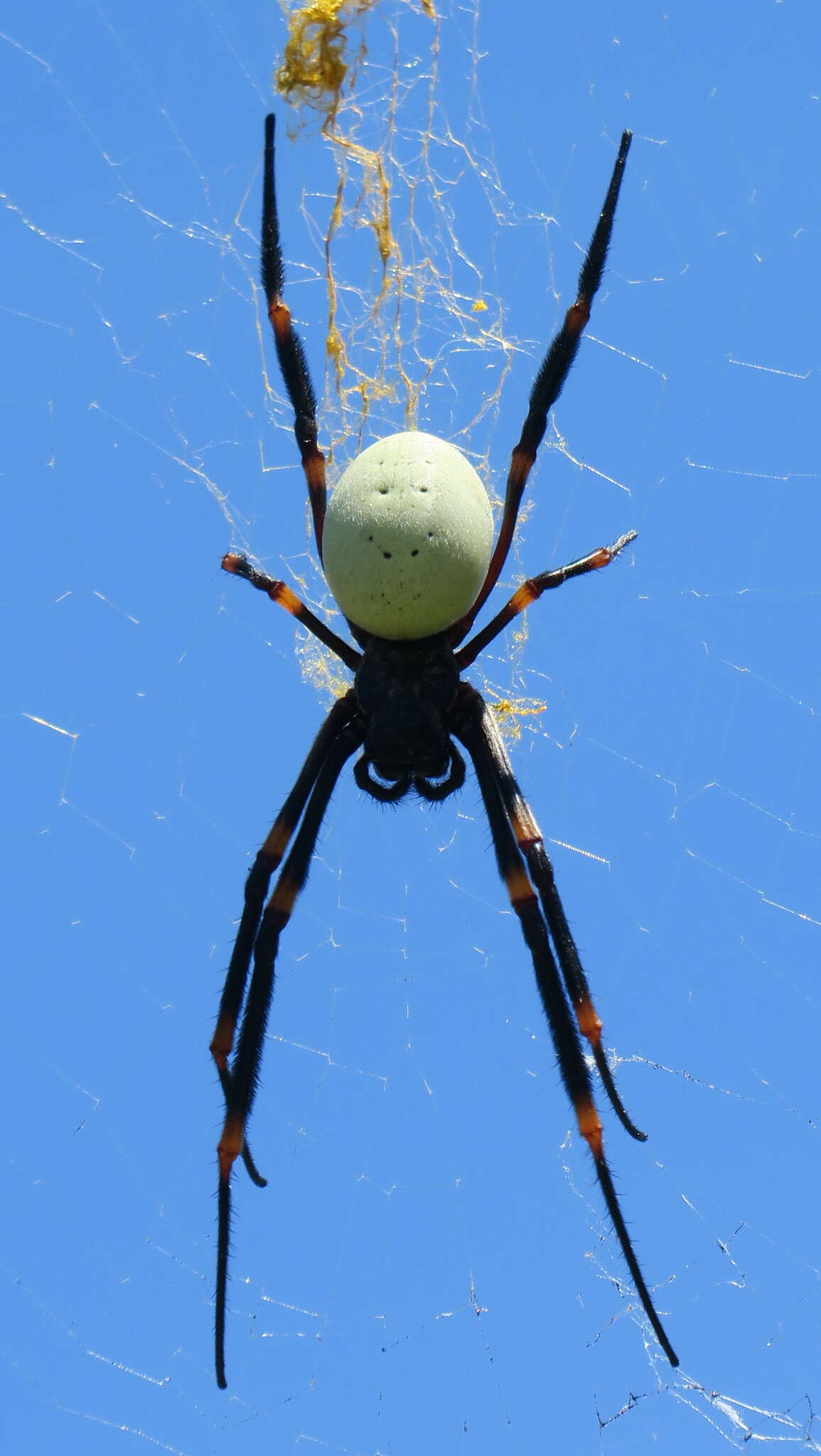 Imagem de Nephila tetragnathoides (Walckenaer 1841)