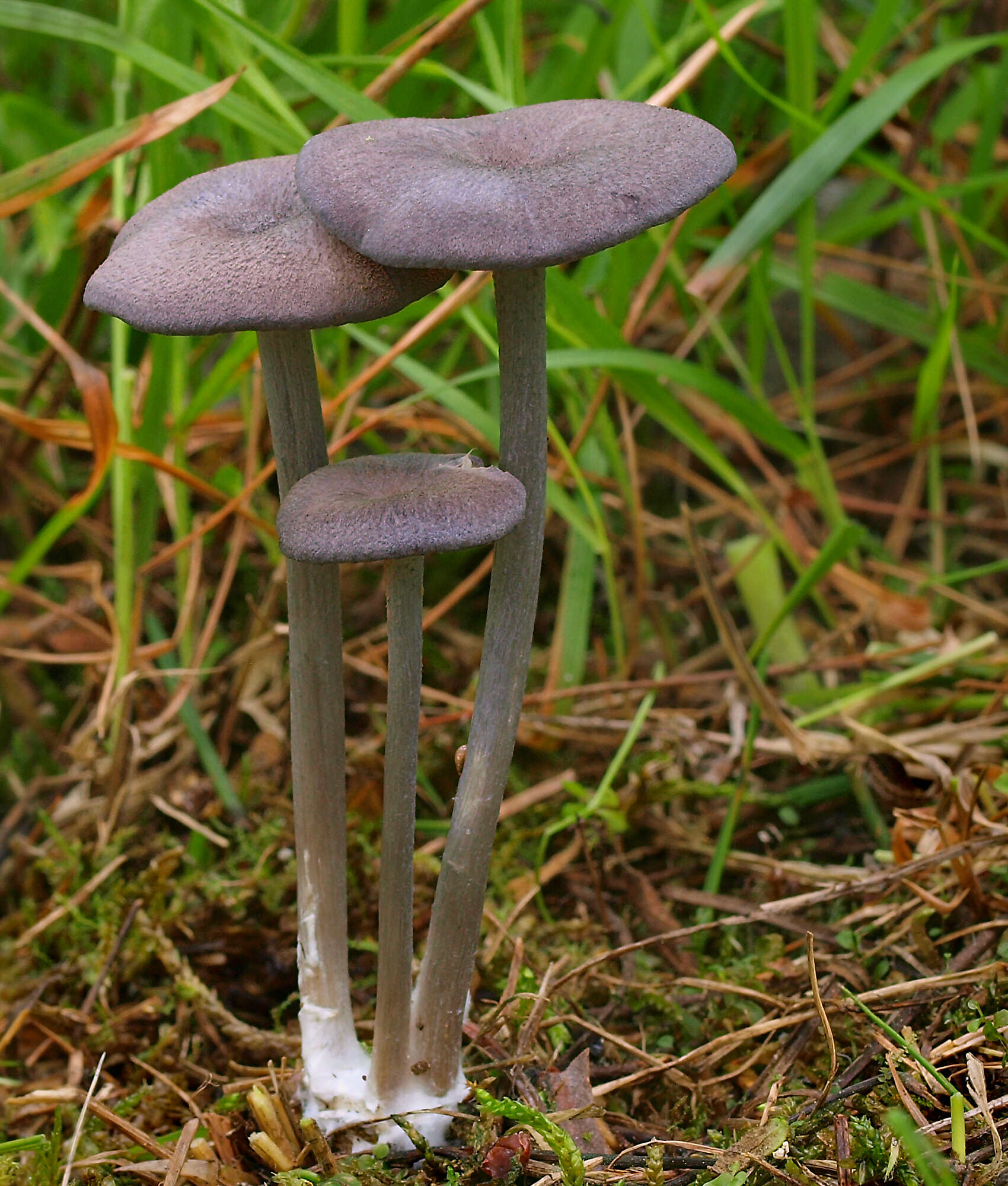 Image of Entoloma mougeotii (Fr.) Hesler 1967