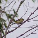 Image of Forty-spotted Pardalote