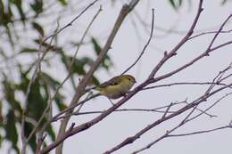 Image of Forty-spotted Pardalote