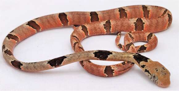 Image of Blandings Tree Snake