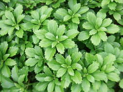 Image of Japanese pachysandra