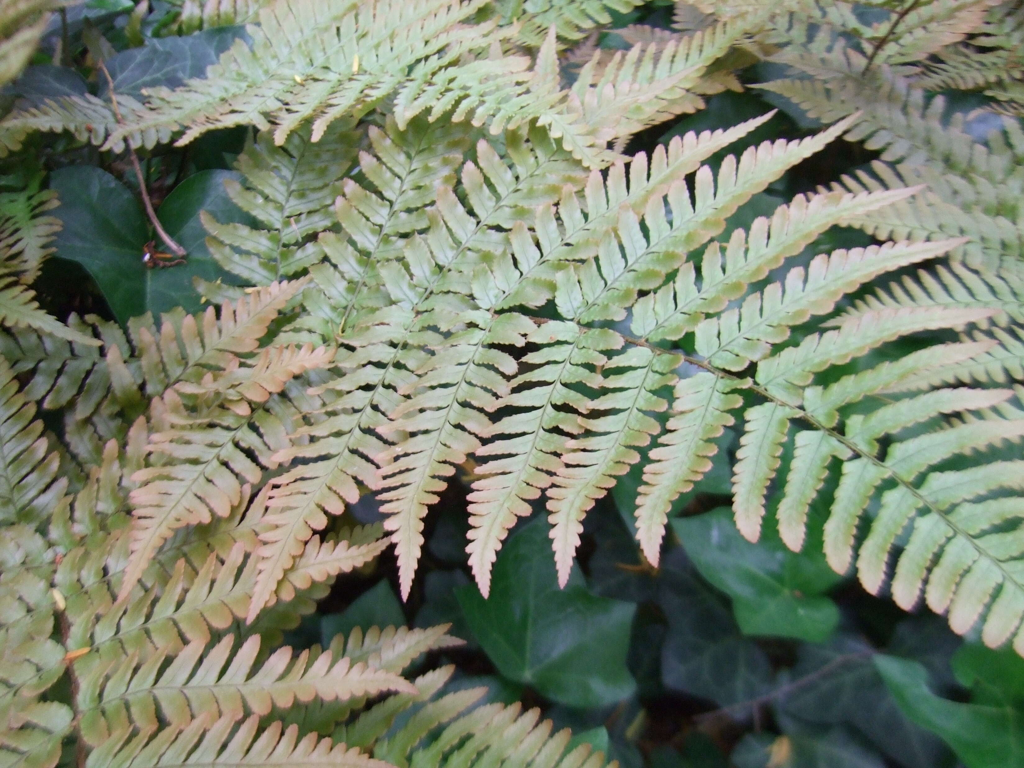 Image de Dryopteris erythrosora (D. C. Eat.) O. Kuntze