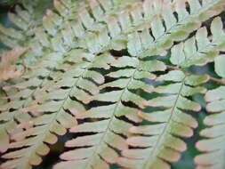 Image de Dryopteris erythrosora (D. C. Eat.) O. Kuntze