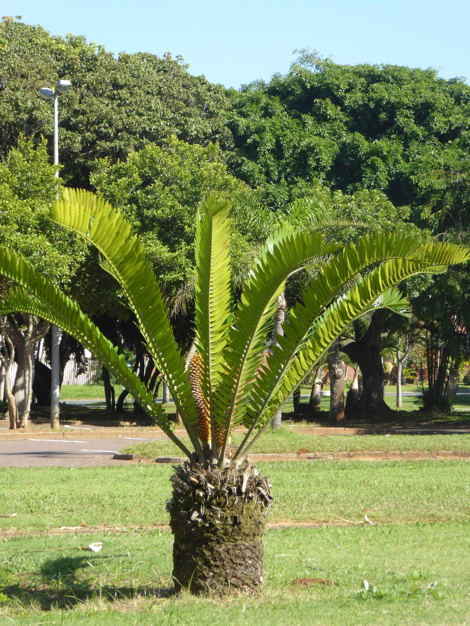 Image of Natal Cycad