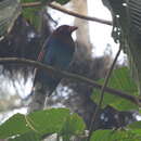 Image of Ceylon Blue Magpie