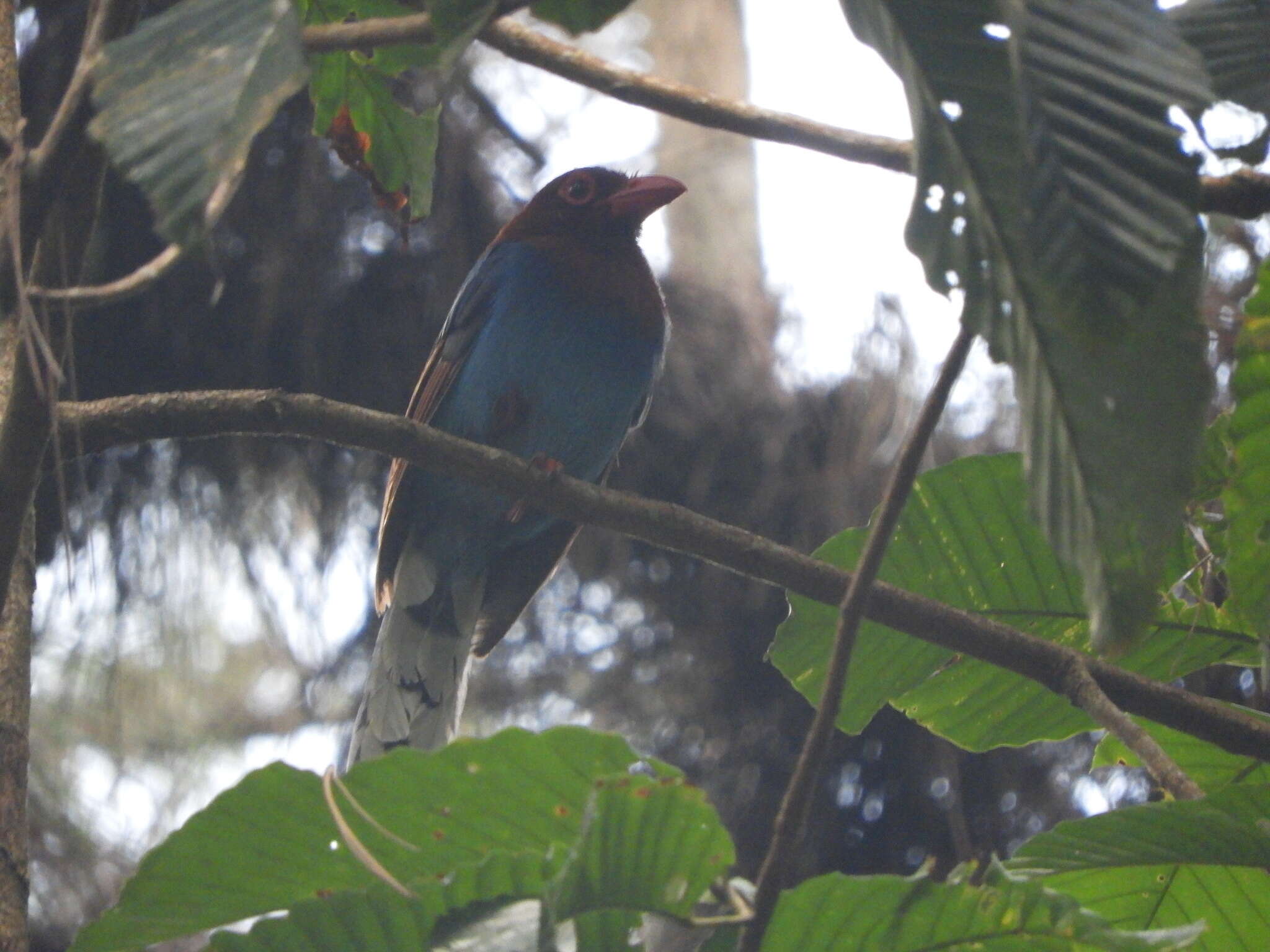 Image of Ceylon Blue Magpie
