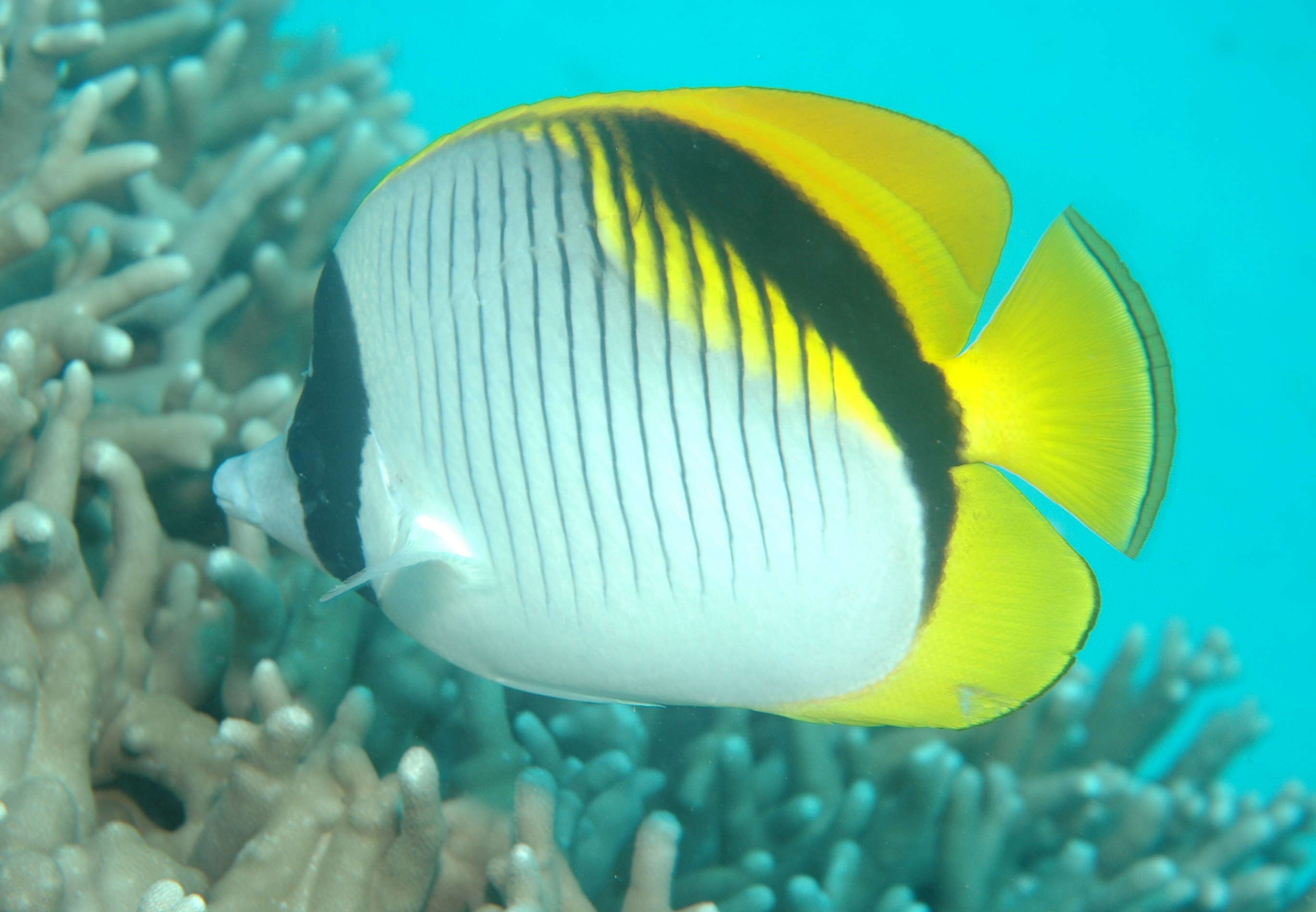 Image of Line Butterflyfish
