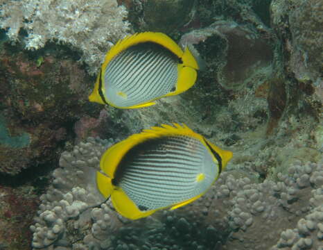 Image of Black-back Butterflyfish