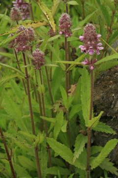 Image of Gritty Hedge-Nettle