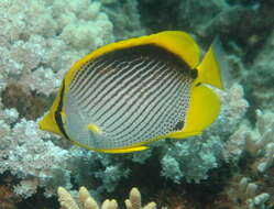 Image of Black-back Butterflyfish