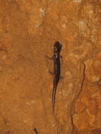 Image of Supramonte Cave Salamander