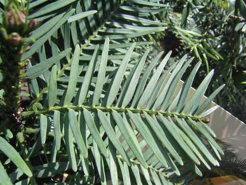 Image of Wollemi Pine