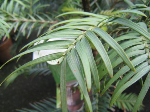 Image of Wollemi Pine