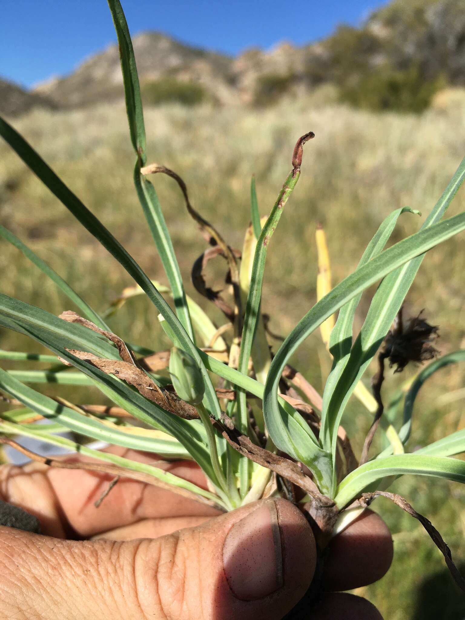 صورة <i>Agoseris <i>glauca</i></i> var. glauca