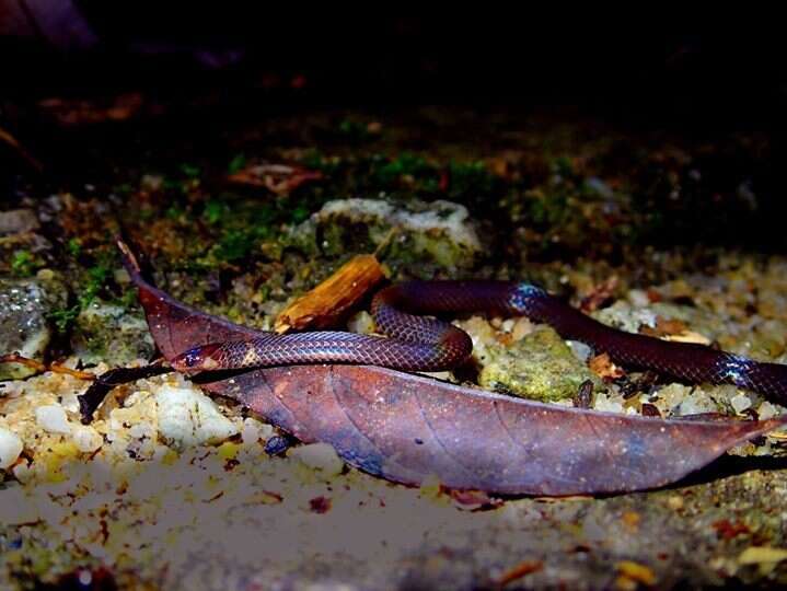 Image of Cantor's Dwarf Reed Snake