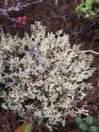 Image of Curled Snow Lichen