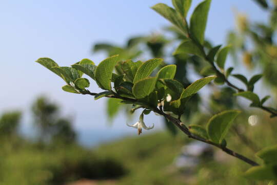 Styrax faberi Perkins的圖片