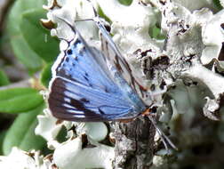 Image of Stugeta bowkeri bowkeri