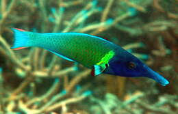 Image of Bird wrasse