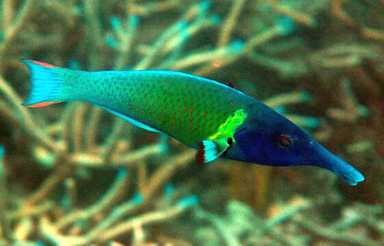 Image of Bird wrasse