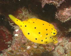 Image of Yellow boxfish