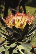 Image of Broad-leaved protea