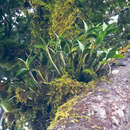 Слика од Dendrobium falcorostrum Fitzg.