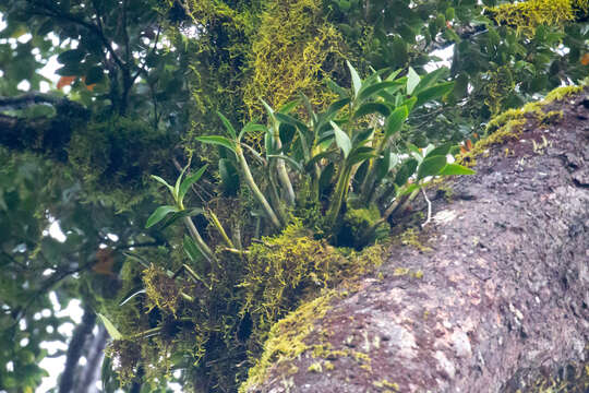 Слика од Dendrobium falcorostrum Fitzg.