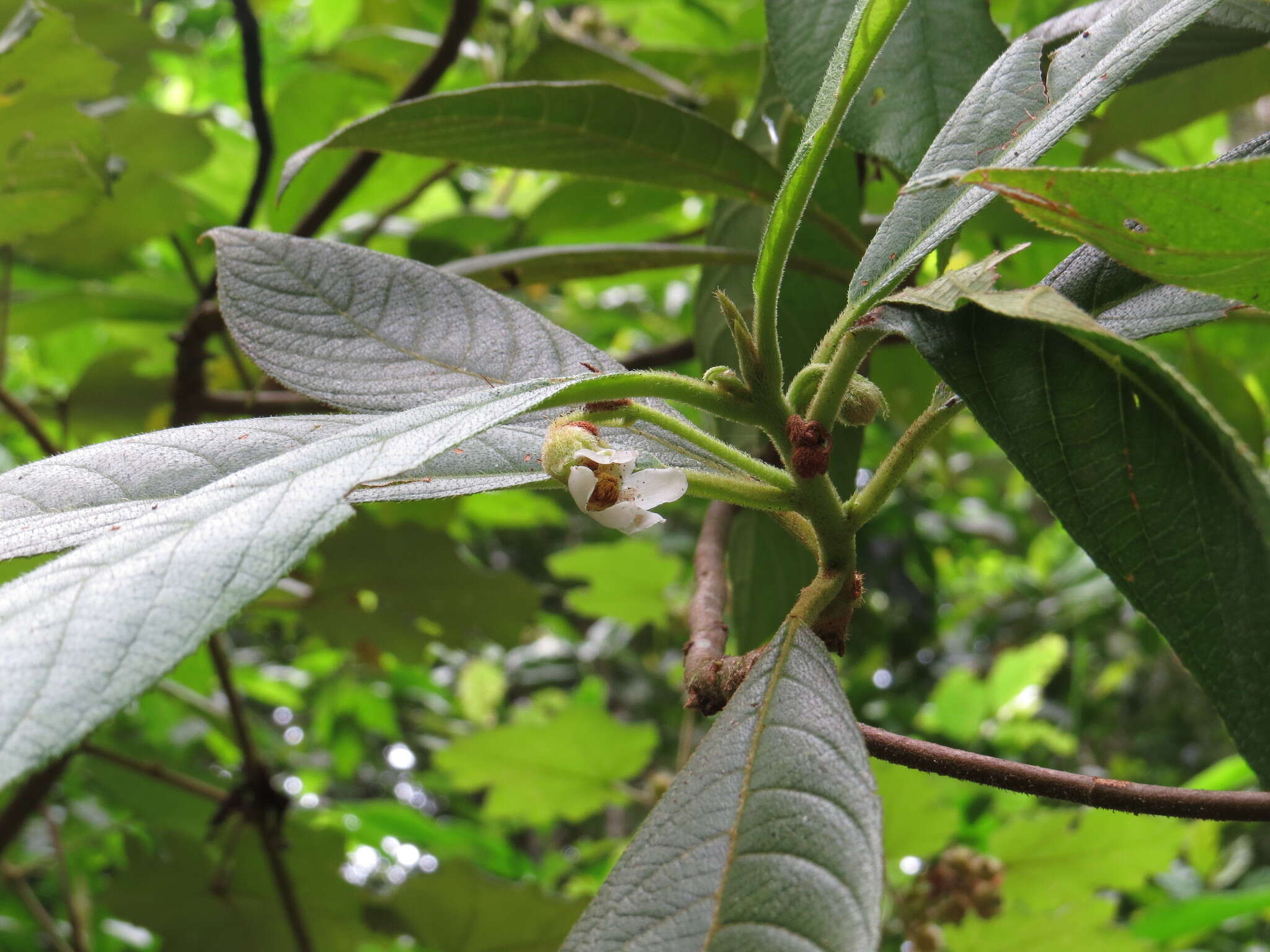 Image of Saurauia andreana F. M. Bailey