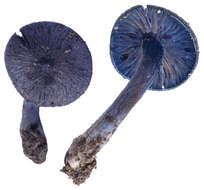 Image of Entoloma