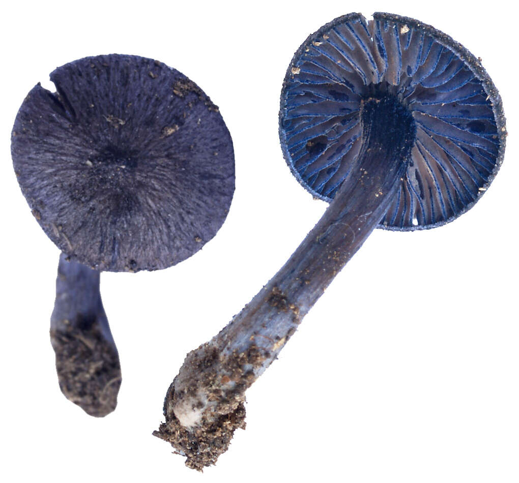 Image of Entoloma