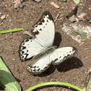 Image of Common Glider