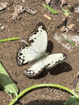 Image of Common Glider