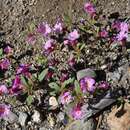 Plancia ëd Diplacus torreyi (A. Gray) G. L. Nesom