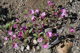 Image of Torrey's monkeyflower