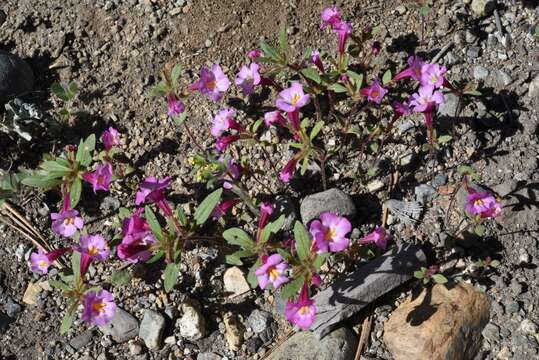 Plancia ëd Diplacus torreyi (A. Gray) G. L. Nesom