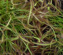 Image of Drosera binata Labill.