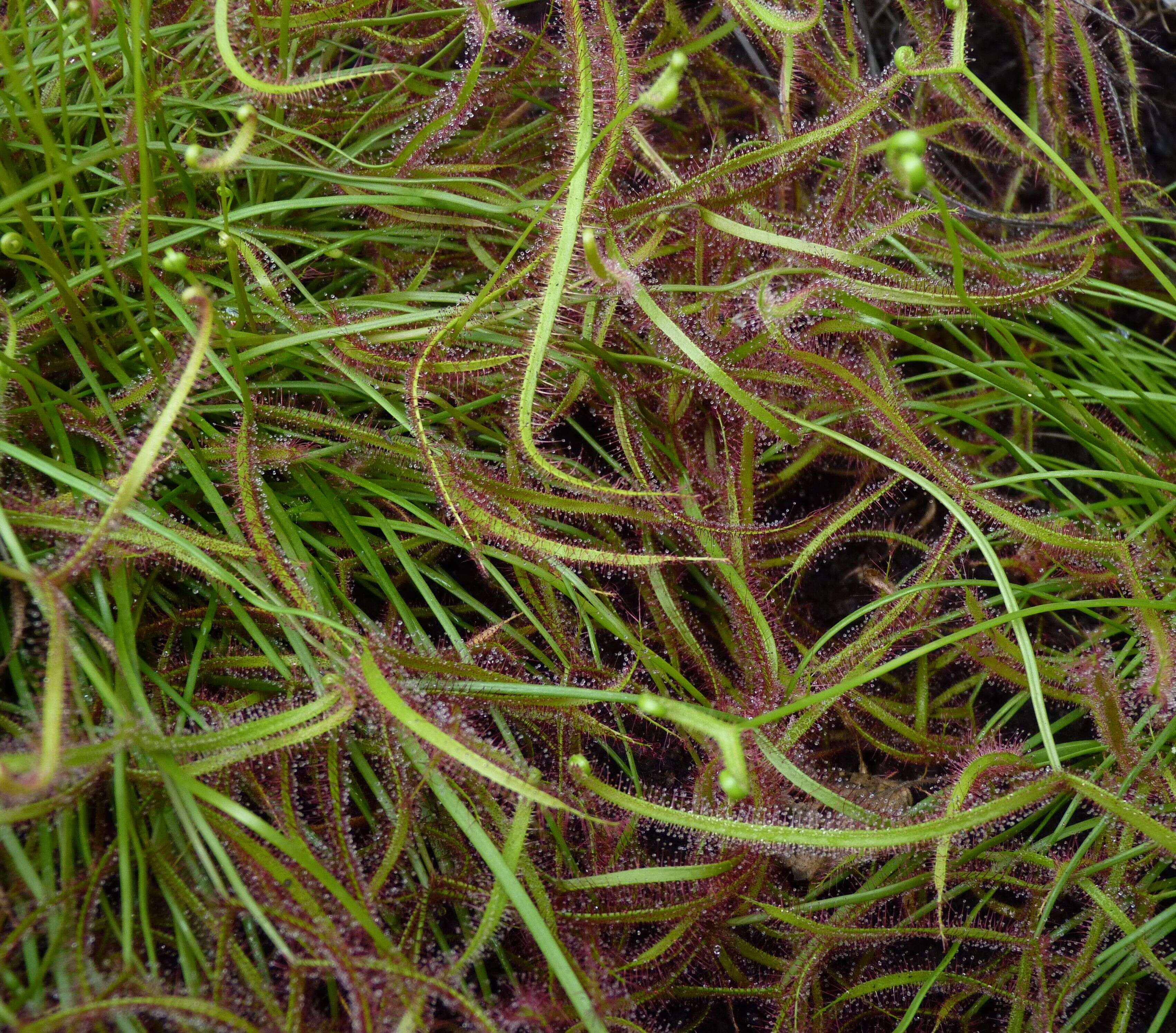 Image of Drosera binata Labill.