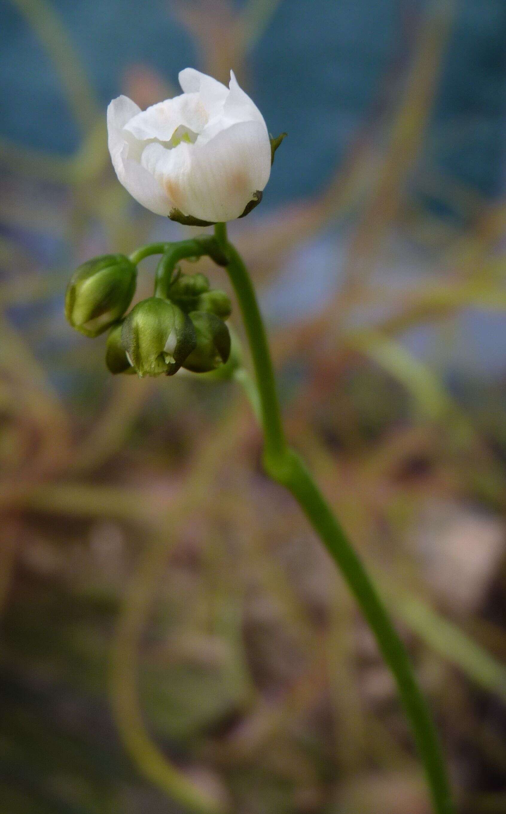 Image of Drosera binata Labill.