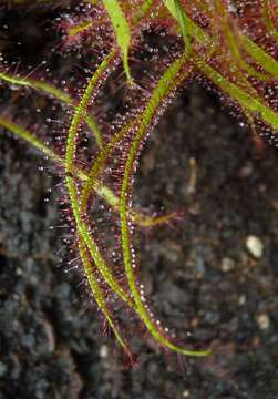 Image of Drosera binata Labill.