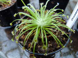 Image of Drosera broomensis Lowrie