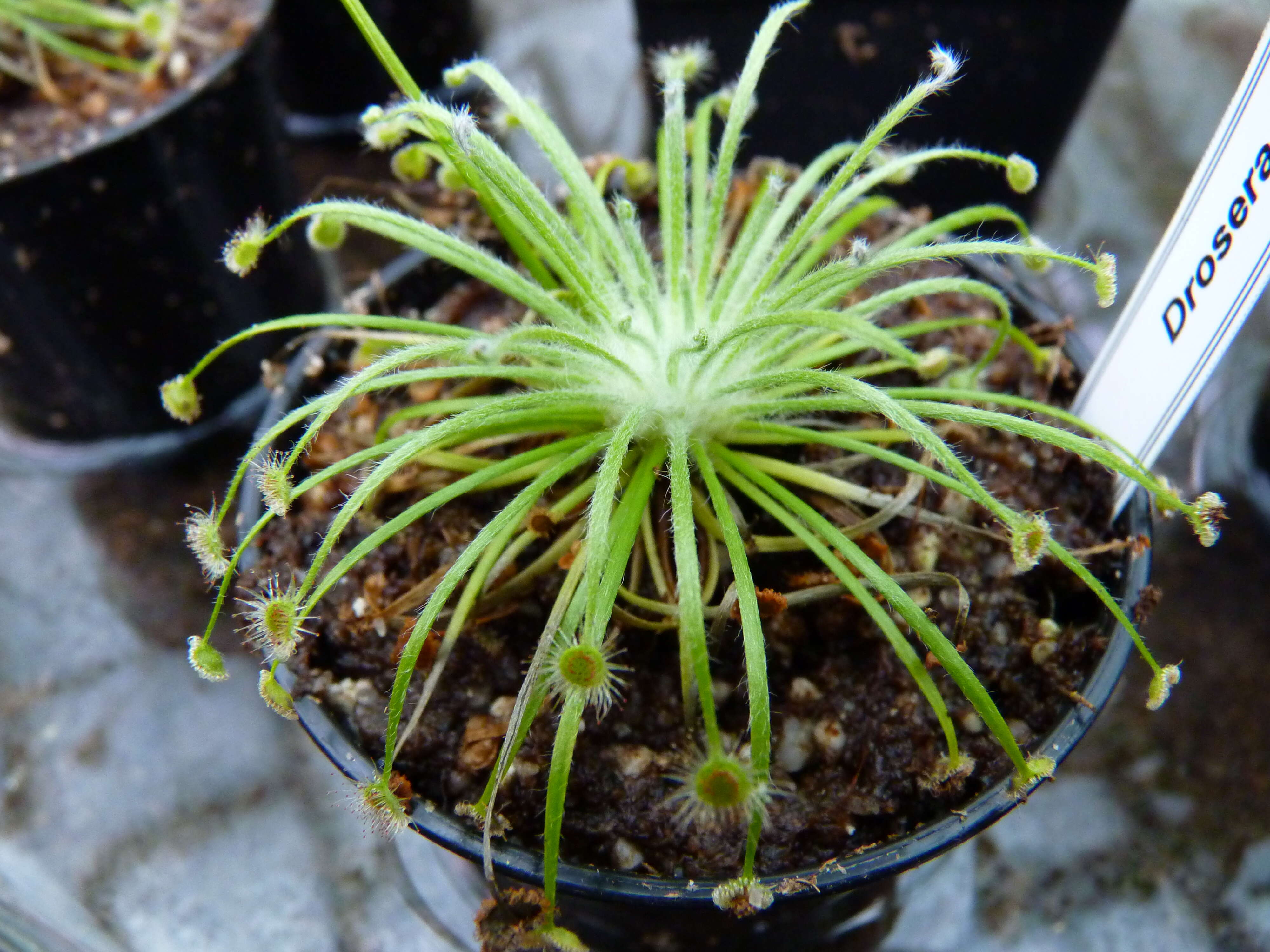 Image of Drosera broomensis Lowrie