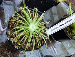 Image of Drosera broomensis Lowrie