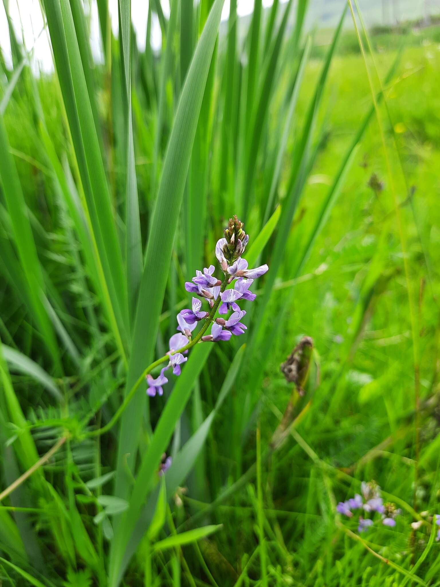 Image of Oxytropis glabra DC.