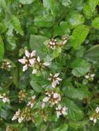 Слика од Phlomoides umbrosa (Turcz.) Kamelin & Makhm.