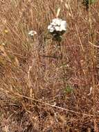 Image of sticky western rosinweed